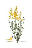 Cnicus syriacus,  Flora Graeca-Ferdinand Bauer-Giclee Print