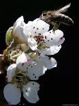 Bee and Pear Blossom, Bruchkoebel, Germany-Ferdinand Ostrop-Mounted Photographic Print