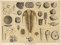 Animals and Plants of the Jurassic Era in Europe-Ferdinand Von Hochstetter-Art Print