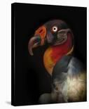 King Vulture-Sarcoramphus Papa-Ferdinando Valverde-Framed Giclee Print