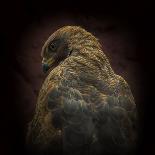 King Vulture-Sarcoramphus Papa-Ferdinando Valverde-Photographic Print
