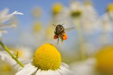 European Honey Bee Collecting Pollen and Nectar from Scentless Mayweed, Perthshire, Scotland-Fergus Gill-Photographic Print