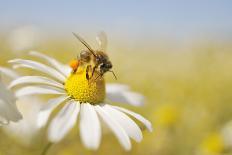 European Honey Bee Collecting Pollen and Nectar from Scentless Mayweed, Perthshire, Scotland-Fergus Gill-Photographic Print