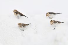 Snow Buntings (Plectrophenax Nivalis) Searching for Food in Snow, Cairngorms Np, Scotland, UK-Fergus Gill-Photographic Print