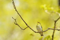 Wood Warbler (Phylloscopus Sibilatrix) Singing from Oak, Atlantic Oakwoods of Sunart, Scotland-Fergus Gill-Photographic Print