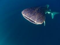 Djibouti, Bay of Tadjourah, A Whale Shark Swims Near the Surface in the Bay of Tadjourah-Fergus Kennedy-Framed Photographic Print