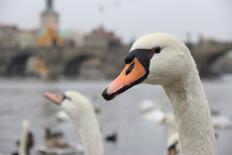 Portrait of A Swan in Prague-FERKHOVA-Photographic Print