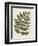 Fern 1-Sweet Melody Designs-Framed Art Print