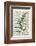 Fern 2-Marion Mcconaghie-Framed Art Print