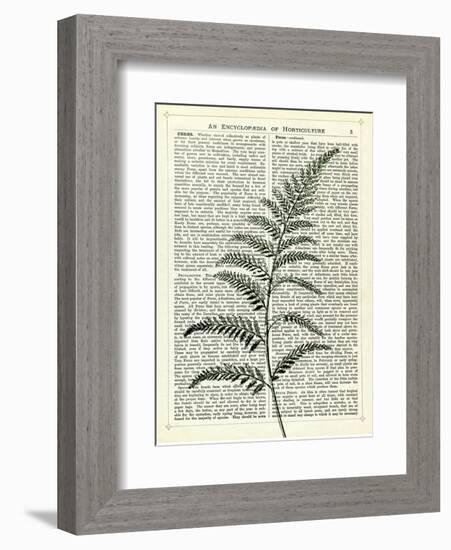 Fern 2-Marion Mcconaghie-Framed Art Print