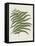 Fern 2-Sweet Melody Designs-Framed Stretched Canvas