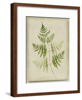 Fern 4-Symposium Design-Framed Giclee Print
