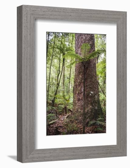 Fern and Kauri Tree, Waipoua Kauri Forest, Northland Region, North Island, New Zealand, Pacific-Matthew Williams-Ellis-Framed Photographic Print