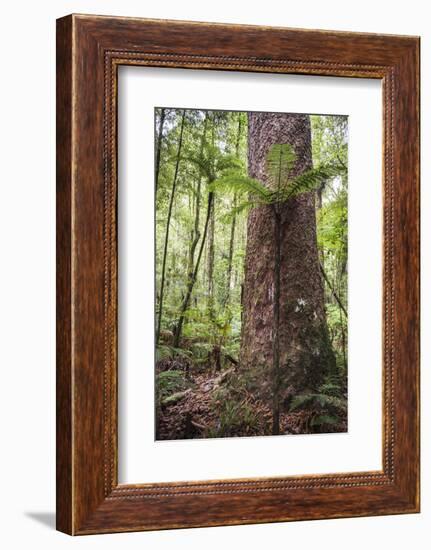 Fern and Kauri Tree, Waipoua Kauri Forest, Northland Region, North Island, New Zealand, Pacific-Matthew Williams-Ellis-Framed Photographic Print