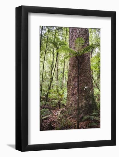 Fern and Kauri Tree, Waipoua Kauri Forest, Northland Region, North Island, New Zealand, Pacific-Matthew Williams-Ellis-Framed Photographic Print