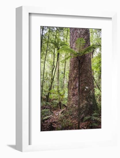 Fern and Kauri Tree, Waipoua Kauri Forest, Northland Region, North Island, New Zealand, Pacific-Matthew Williams-Ellis-Framed Photographic Print