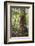 Fern and Kauri Tree, Waipoua Kauri Forest, Northland Region, North Island, New Zealand, Pacific-Matthew Williams-Ellis-Framed Photographic Print