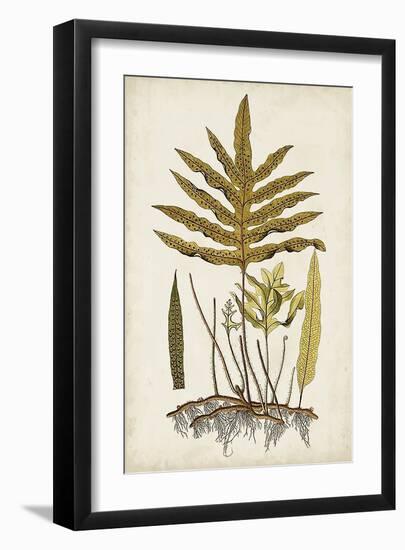 Fern Botanical I-Vision Studio-Framed Art Print