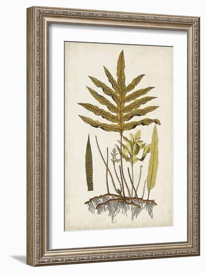 Fern Botanical I-Vision Studio-Framed Art Print