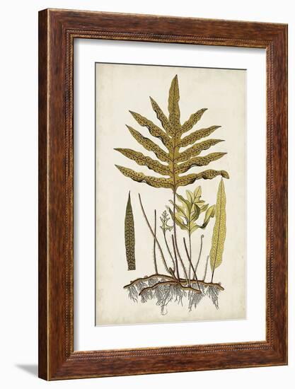 Fern Botanical I-Vision Studio-Framed Art Print