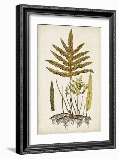 Fern Botanical I-Vision Studio-Framed Art Print