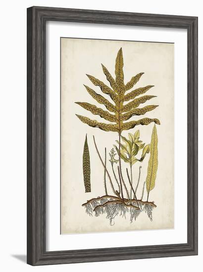 Fern Botanical I-Vision Studio-Framed Art Print