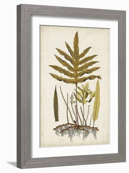 Fern Botanical I-Vision Studio-Framed Art Print