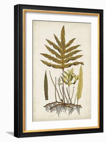 Fern Botanical I-Vision Studio-Framed Art Print