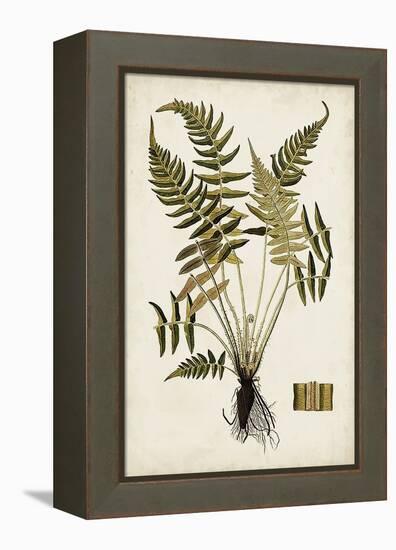 Fern Botanical IV-Vision Studio-Framed Stretched Canvas