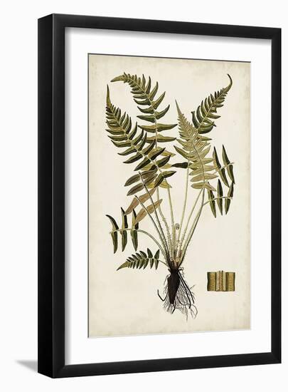 Fern Botanical IV-Vision Studio-Framed Art Print