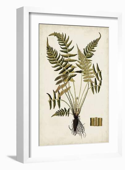 Fern Botanical IV-Vision Studio-Framed Art Print