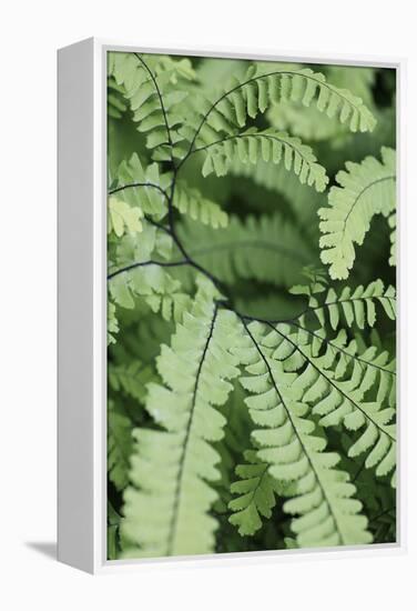 Fern, Bracken-Sweet Ink-Framed Premier Image Canvas