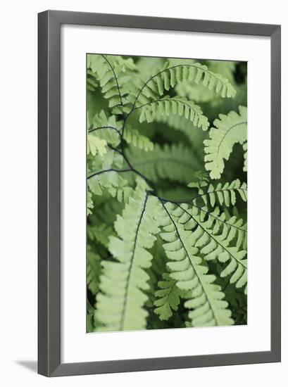 Fern, Bracken-Sweet Ink-Framed Premium Photographic Print