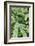 Fern, Bracken-Sweet Ink-Framed Photographic Print