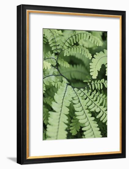 Fern, Bracken-Sweet Ink-Framed Photographic Print