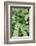 Fern, Bracken-Sweet Ink-Framed Photographic Print