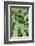 Fern, Bracken-Sweet Ink-Framed Photographic Print