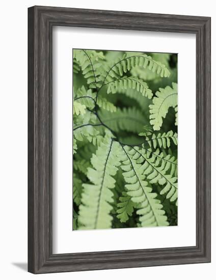 Fern, Bracken-Sweet Ink-Framed Photographic Print