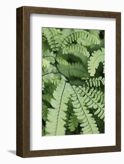 Fern, Bracken-Sweet Ink-Framed Photographic Print