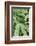 Fern, Bracken-Sweet Ink-Framed Photographic Print