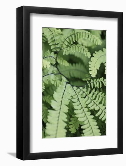 Fern, Bracken-Sweet Ink-Framed Photographic Print