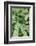 Fern, Bracken-Sweet Ink-Framed Photographic Print