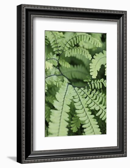 Fern, Bracken-Sweet Ink-Framed Photographic Print