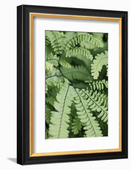 Fern, Bracken-Sweet Ink-Framed Photographic Print