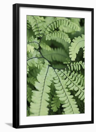 Fern, Bracken-Sweet Ink-Framed Photographic Print