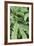 Fern, Bracken-Sweet Ink-Framed Photographic Print