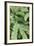 Fern, Bracken-Sweet Ink-Framed Photographic Print