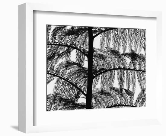 Fern, California, 1954-Brett Weston-Framed Photographic Print