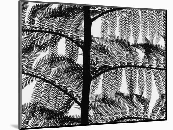 Fern, California, 1954-Brett Weston-Mounted Photographic Print