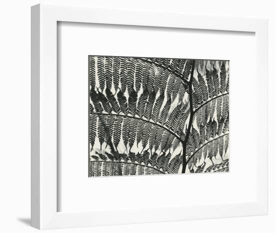 Fern, California, 1956-Brett Weston-Framed Photographic Print